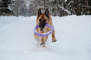 Active and energetic walk with dog in winter park. Outdoor games. Red and black German Shepherd is running fast along snowy forest road with blue round toy in teeth.