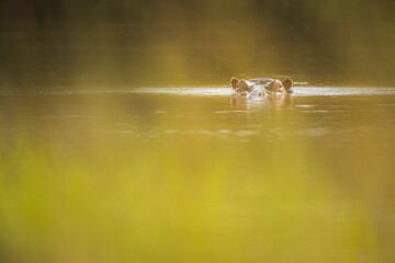 Hippo (Hippopotamus amphibius) at Sosian Ranch, Laikipia County, Kenya