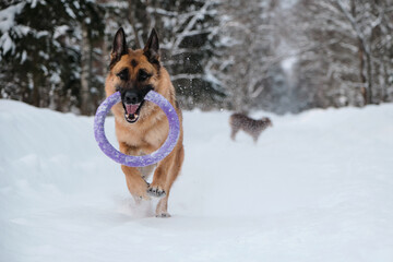 Active and energetic walk with two dogs in winter park. Aussie puppy walks behind. Red black German Shepherd is running fast along snowy forest road with round toy in teeth.