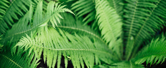 Fototapeta na wymiar Fern Background. Banner made Tropical green leaf in dark tone