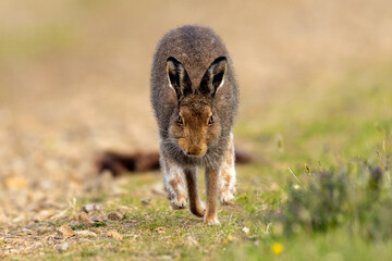 Mountain Hare running Hoy, Scotland