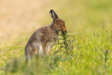 Mountain Hare eats a thistle flower Hoy, Scotland
