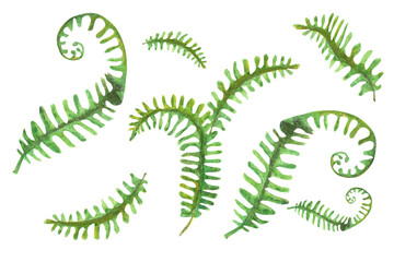 Watercolor hand drawn set set for arrangement of green nephrolepis fern leaves isolated on white background,  botanical illustration © Maryna Polovka