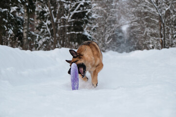 Active and energetic walk with dog in winter park. Outdoor games. Red and black German Shepherd is running fast along snowy forest road and trying to reach blue round toy rolling ahead.