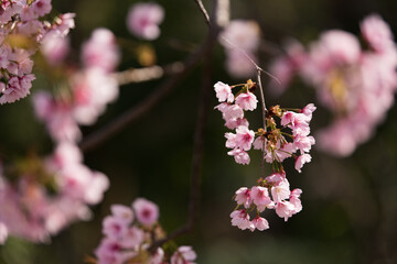 縮景園の桜