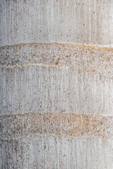 Texture pattern grey bark of palm trees Puerto Aventuras Mexico.