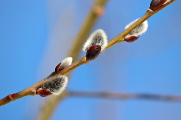 Pussy willow flowers on the branch, blooming verba in spring forest on blue sky background