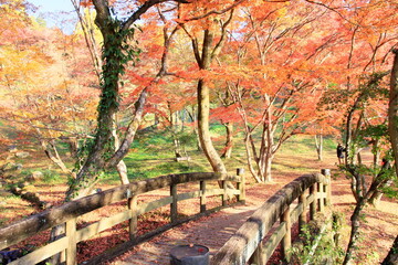 紅葉と橋