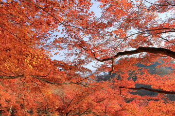 青空と紅葉