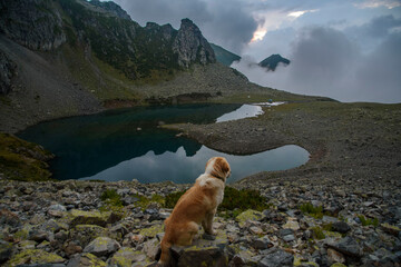 Чувства ,эмоции, жизнь