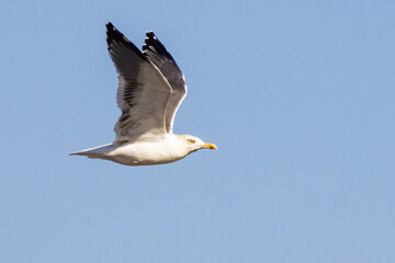 Fototapeta na wymiar Yellow-legged gull (Larus michahellis) in flight
