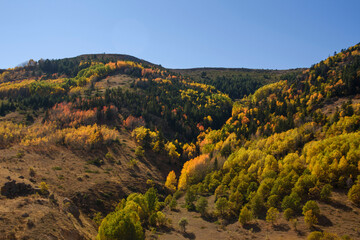 Чувства ,эмоции, жизнь