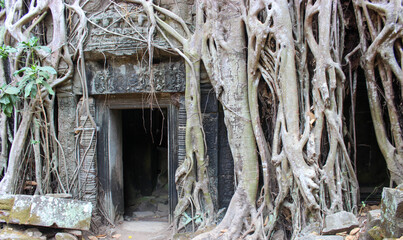 Ta Prohm Ruins and giant tree roots at Cambodia