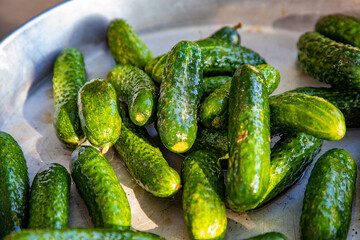 Washed fresh gherkins in a pan, ready for canning for the winter.
