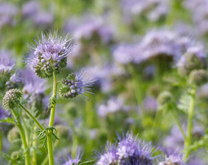 Phacelia (Phacelia tanacetifolia), a green manure crop growing in an agricultural field