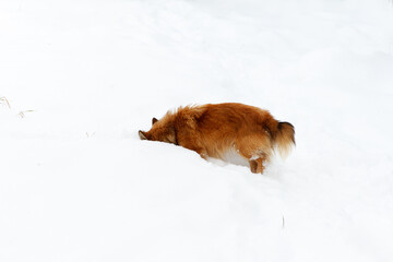 Fluffy beautiful playful puppy looking for a trail, ducking its nose in snow