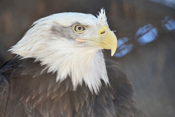 american bald eagle