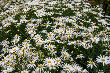 Чувства ,эмоции, жизнь