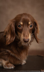 Long Haired Miniature Daschund