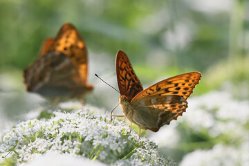 Plakat Silver-washed fritillary, butterflies feeding on cow parsley