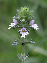 Common eyebright, a very traditional medicinal plant growing wild in Finland