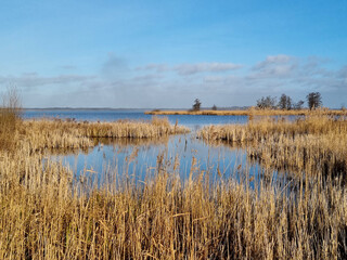 Wintery Dutch landscape of nature reserve The Wieden, Overijssel, the Netherlands, where world's highest quality reed is harvested. Historically, the reed is used for thatched roofs and other products