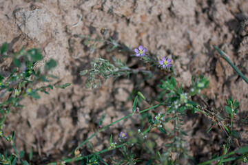 Small violet flowers growing on the ground. Summer natural background