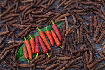 Long Pepper, Indian long pepper, Javanese long pepper (Piper retrofractum Vahl), spices and herbs with medicinal properties.
