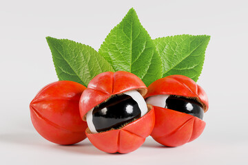 Guarana with leaves, exotic fruit from the Amazon