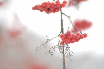 Abstraction. Bunch of Rowan red, defocused, on a blurry forest background in winter snowy day. Bokeh, text place