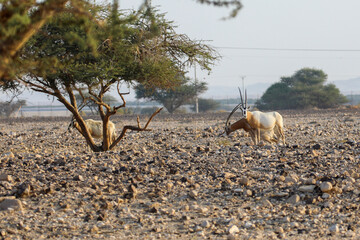 herd of scimitar horned oryx, Oryx dammah, walking trough the scares scrubs in the desert. High...