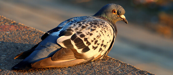 pigeon in the city
