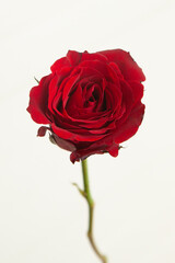 Valentines Single Red Rose