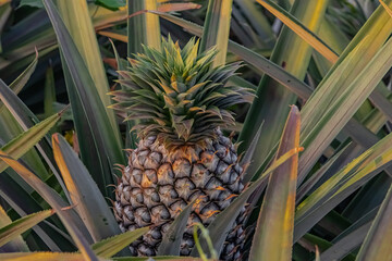 pineapple on a tree