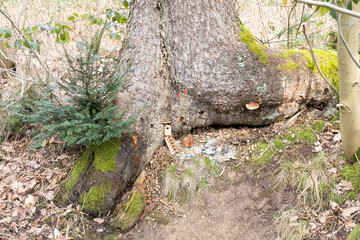 Tree Baum Wichtel
