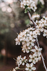 A lot of tender cute white flowers on a blossoming branch in the spring garden. Fruit tree in full bloom in springtime