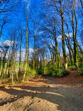 Core Hill Woods, Sidmouth, Devon