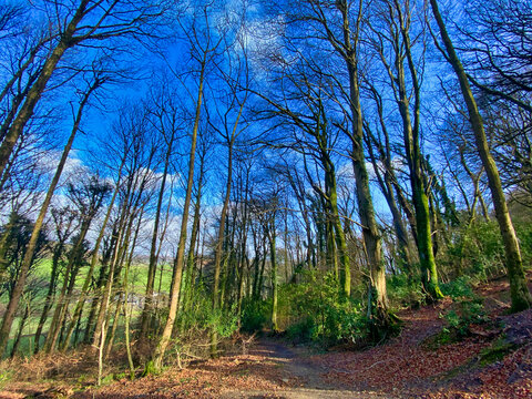 Core Hill Woods, Sidmouth, Devon