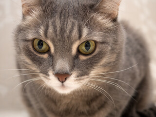 domestic cat closeup