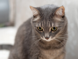 Obraz na płótnie Canvas cat close up