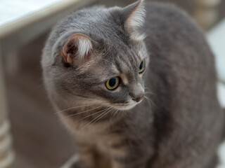 domestic cat close up