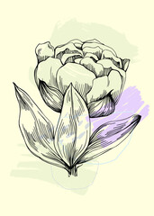 Peony botanical wall art. Peonies line art drawing with abstract shape. Abstract plant art design for print, cover, wallpaper, minimal and natural wall art.