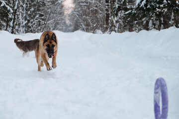 Red and black German Shepherd is running fast along snowy forest road and trying to reach blue round toy rolling ahead. Active and energetic walk with dog in winter park. Aussie puppy walks behind.