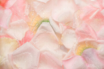 Texture of frozen rose petals in water.