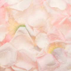 Rose petals frozen in ice, the concept of spring.