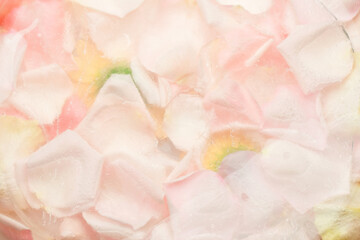 Rose petals frozen in ice, the concept of spring.