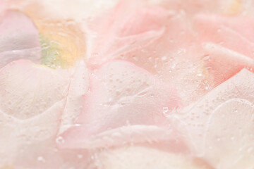 Fototapeta na wymiar Frozen rose petals close up.