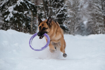 Active and energetic walk with dog in winter park. Outdoor games. Red and black German Shepherd is running fast along snowy forest road with blue round toy in teeth.