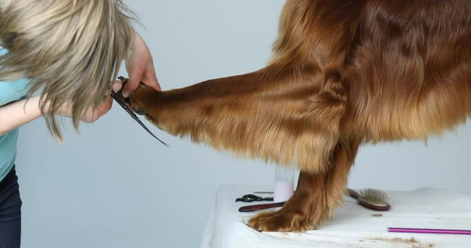 Dog Hair Cut At Grooming Salon. Groomer Cutting Dog With Scissors. Close-up doctor veterinary clinic cuts scissors irish setter dog.