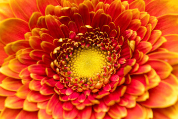 Gerbera flower close up. Macro photography. Card Gerbera Flower.